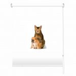 Rolete imprimate 17 mm COD 1841215 - rolete geam